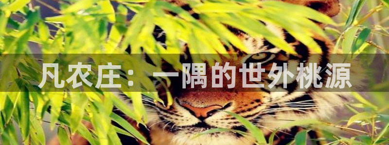辰天娱乐用品